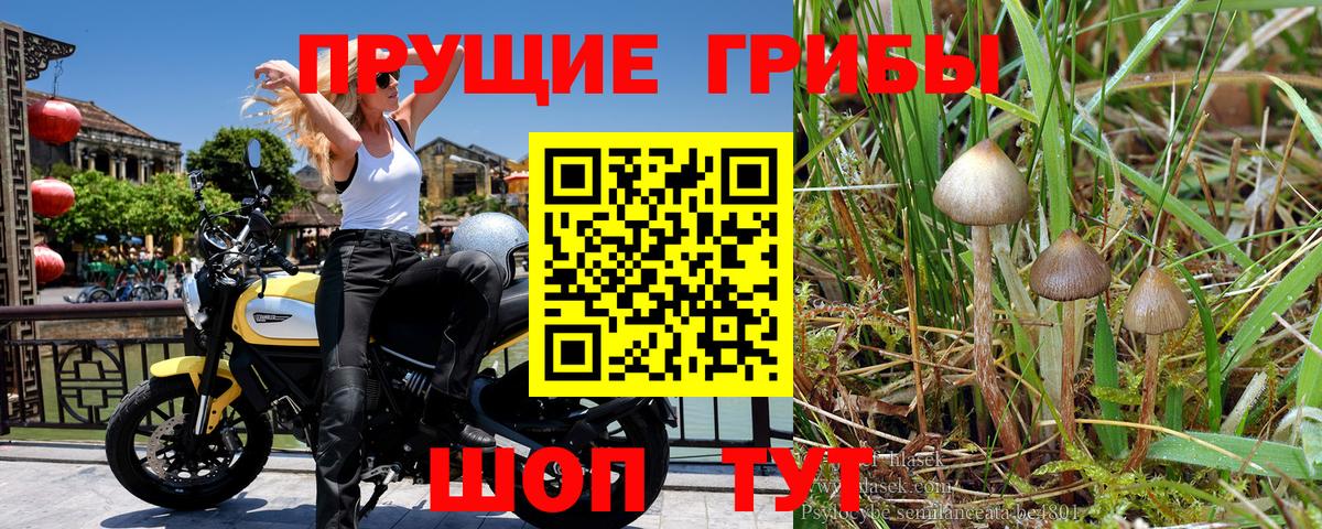 Протвино  Галлюциногенные грибы MAGIC MUSHROOMS  Вход с VPN 